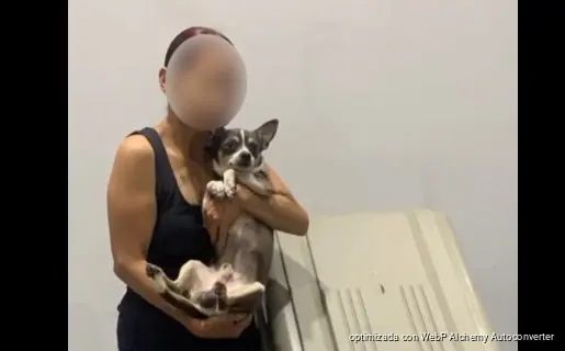 Rescatan en Cancún a “Panamá”, un chihuahua sustraído en Michoacán Rescatan en Cancún a “Panamá”, un chihuahua sustraído en Michoacán