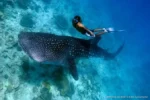 Tiburón ballena impulsa la temporada de verano en Holbox