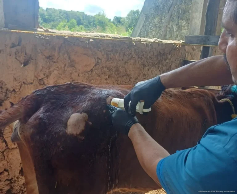 Moscas estériles llegarán a Playa del Carmen para frenar gusano barrenador