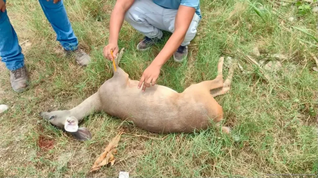 Venado muere atropellado en el bulevar Playa del Carmen; llegó tarde la atención