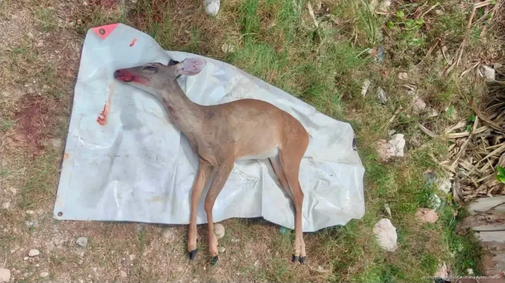 Venado muere atropellado en el bulevar Playa del Carmen; llegó tarde la atención