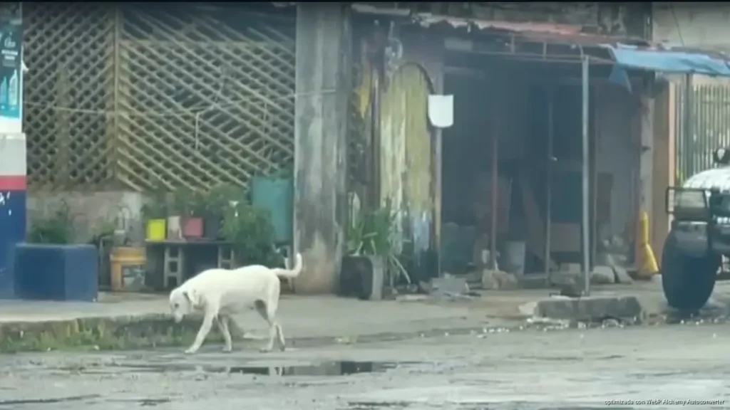 Esterilización reduce población de perros callejeros en Playa del Carmen Esterilización reduce población de perros callejeros en Playa del Carmen
