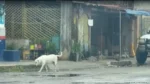 Esterilización reduce población de perros callejeros en Playa del Carmen