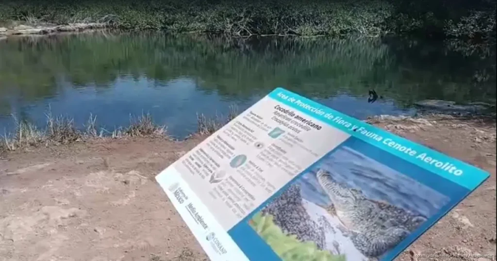 Cozumel protege más del 70% de su costa, conservación ambiental marca el futuro de la isla Cozumel protege más del 70% de su costa, conservación ambiental marca el futuro de la isla
