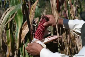 Canícula anticipada golpea cultivos de maíz en Kantunilkín