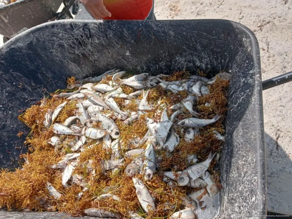 Explican mortandad de peces por descomposición del sargazo