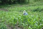Falta de inversión mantiene parcelas sin producir en Lázaro Cárdenas