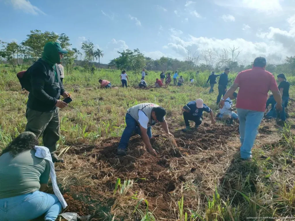 Reforestan comunidades del sur de Lázaro Cárdenas con árboles nativos Reforestan comunidades del sur de Lázaro Cárdenas con árboles nativos