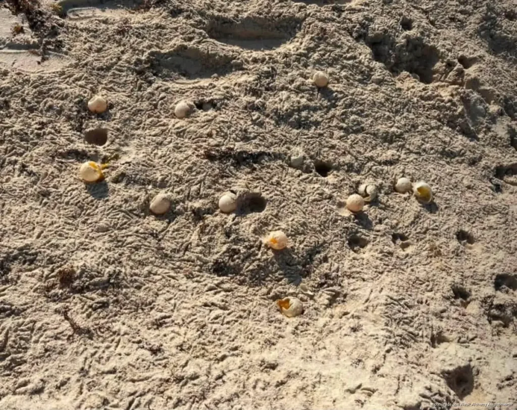 Denuncian destrucción de nido de tortuga en Isla Mujeres