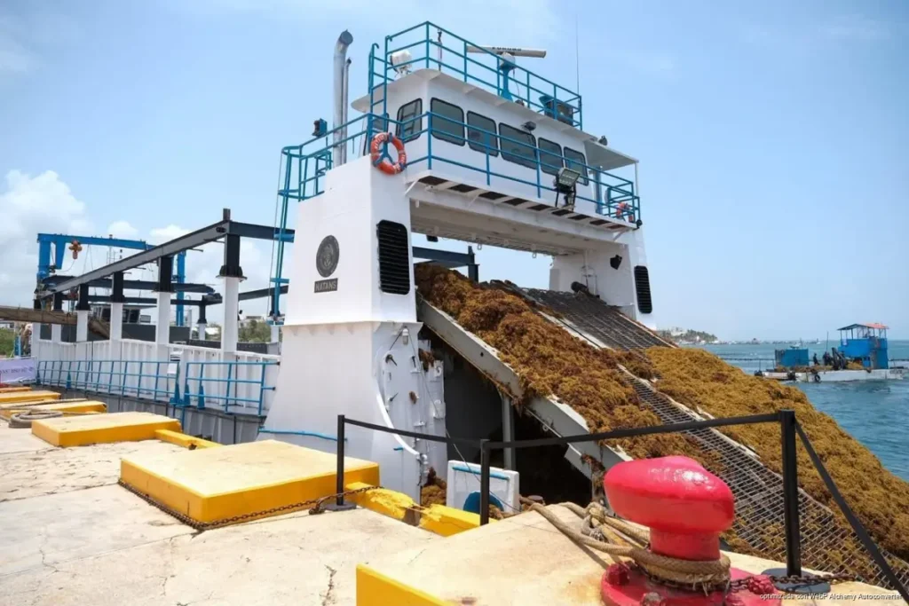 Anuncia Claudia Sheinbaum, más de 2 mil mdp para reforzar Estrategia Integral de Atención al Sargazo en el Caribe Mexicano