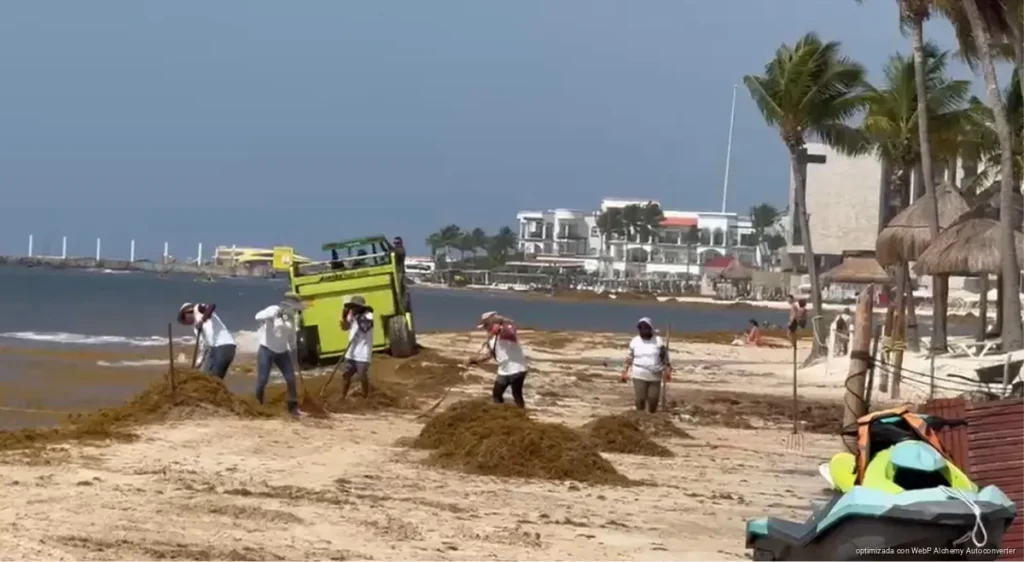 Preparan estímulos fiscales para hoteles que refuercen barreras contra el sargazo Preparan estímulos fiscales para hoteles que refuercen barreras contra el sargazo