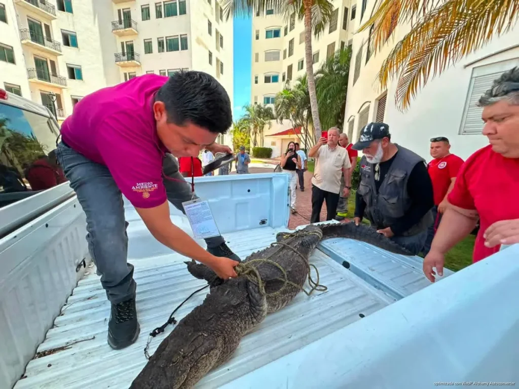 Rescatan cocodrilo amarrado en la Zona Hotelera de Cancún
