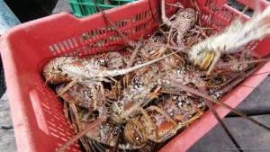 Repuntan capturas de langosta y mejoran ingresos en Isla Mujeres Repuntan capturas de langosta y mejoran ingresos en Isla Mujeres