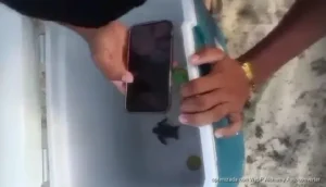Denuncian ante Profepa maltrato de tortugas recién nacidas