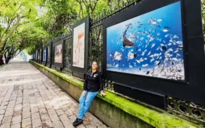 Llevan tiburones toro de Playa del Carmen a exposición nacional
