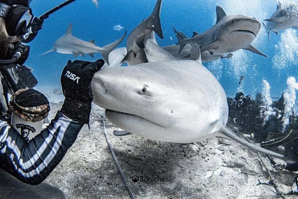 Buscan proteger actividad con tiburón toro mediante indicación geográfica Buscan proteger actividad con tiburón toro mediante indicación geográfica