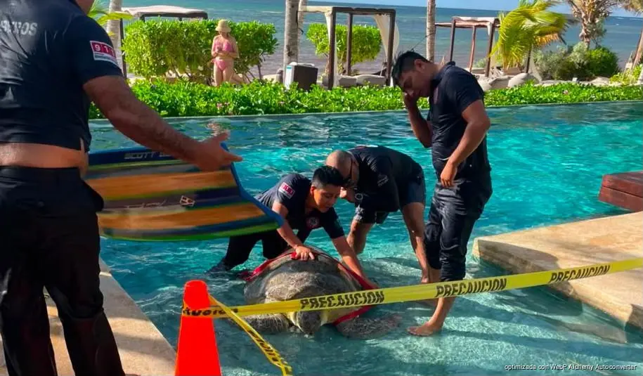 Rescatan enorme tortuga verde de piscina en hotel de Tulum Rescatan enorme tortuga verde de piscina en hotel de Tulum