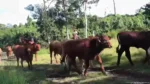 Quintana Roo acumula mil 700 casos de gusano barrenador y mantiene vigilancia