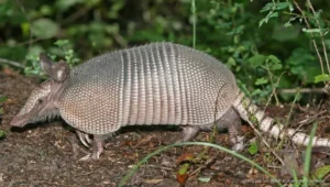 Sequía y caza furtiva reducen los armadillos en José María Morelos, donde habitantes advierten una caída visible de esta fauna nativa.