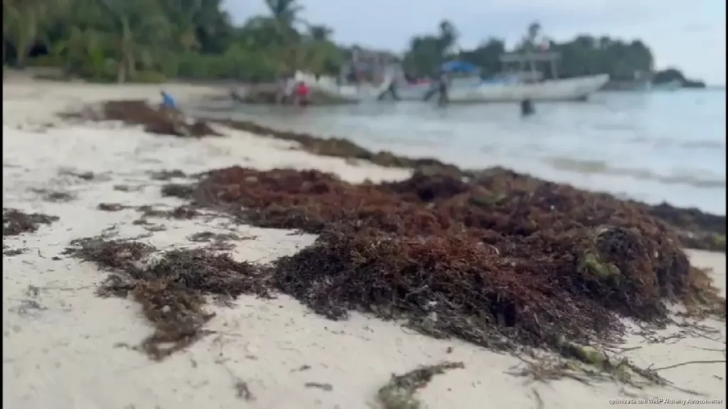Retiro de sargazo en Akumal preocupa por la pérdida de arena en sus playas Retiro de sargazo en Akumal preocupa por la pérdida de arena en sus playas