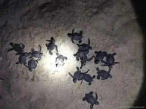 Refuerzan protección de tortugas marinas en Cancún tras video de turista con crías
