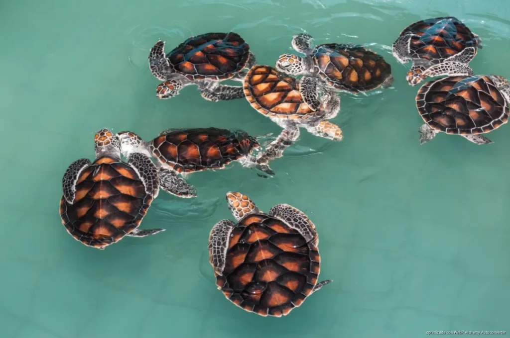 Especialistas alertan por severo riesgo para crías de tortuga marina en Tulum tras fotos virales en playas Especialistas alertan por severo riesgo para crías de tortuga marina en Tulum tras fotos virales en playas