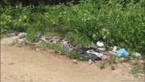 Colonos de José María Morelos denuncian basurero clandestino con animales muertos en la Bicentenario Colonos de José María Morelos denuncian basurero clandestino con animales muertos en la Bicentenario