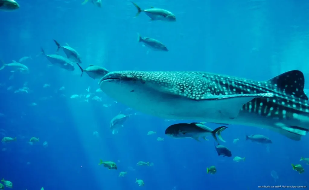 Tiburón ballena pierde demanda en Holbox y deja a lancheros con menos tours en 2026