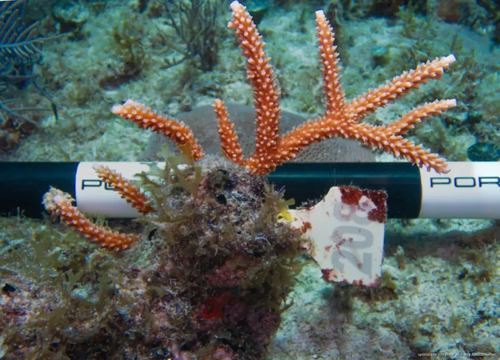 Arrecifes de Playa del Carmen muestran avances con 90% de supervivencia coralina
