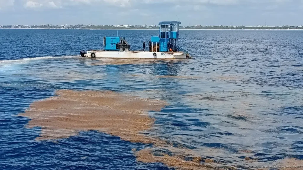 Sargazo baja en Playa del Carmen y la recolección cae a 30 toneladas diarias, mientras autoridades anticipan el cierre de la temporada.