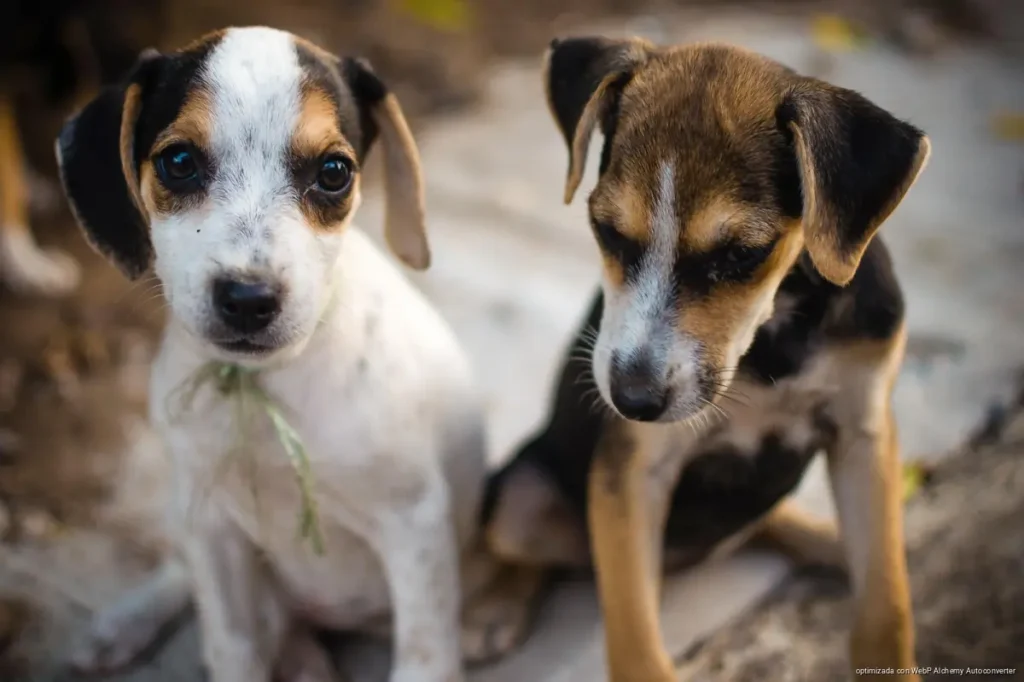 Reglamento de Protección Animal en Playa del Carmen tendría nuevas reglas para tutores y rescatistas Reglamento de Protección Animal en Playa del Carmen tendría nuevas reglas para tutores y rescatistas