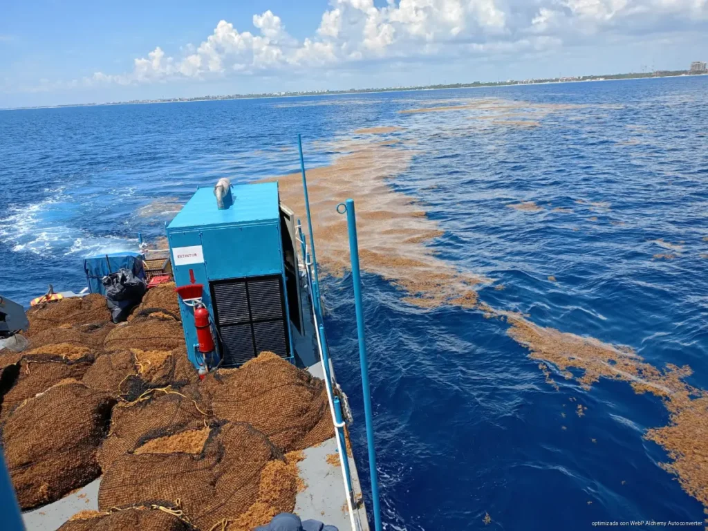Recolección de sargazo cae en Playa del Carmen y anticipan el cierre de la temporada Recolección de sargazo cae en Playa del Carmen y anticipan el cierre de la temporada