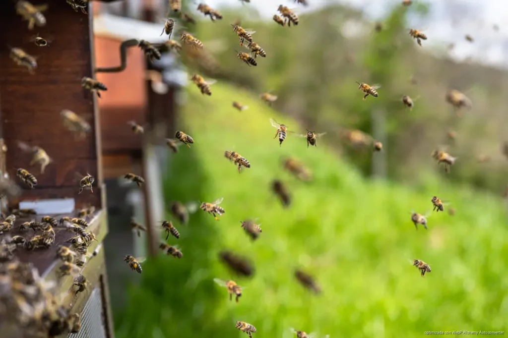 Resguardan 17 subespecies de abejas nativas en Nuevo Durango para evitar su pérdida Resguardan 17 subespecies de abejas nativas en Nuevo Durango para evitar su pérdida