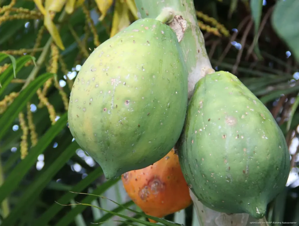 Productores de papaya en José María Morelos enfrentan ciclones sin seguros contra viento Productores de papaya en José María Morelos enfrentan ciclones sin seguros contra viento