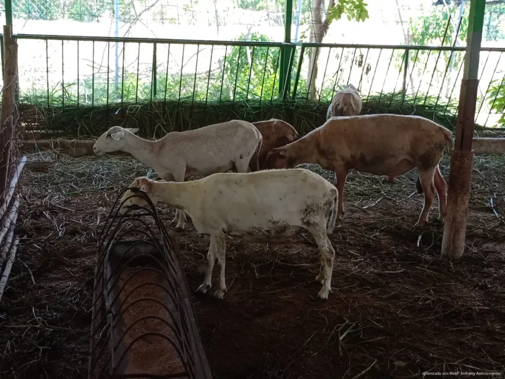 Playa del Carmen busca producir más carne de ovino ante demanda de 750 borregos semanales Playa del Carmen busca producir más carne de ovino ante demanda de 750 borregos semanales
