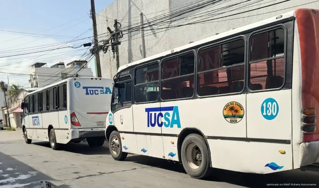 Por fiestas patrias, transporte público en Playa del Carmen operará hasta las 3 de la mañana Por fiestas patrias, transporte público en Playa del Carmen operará hasta las 3 de la mañana