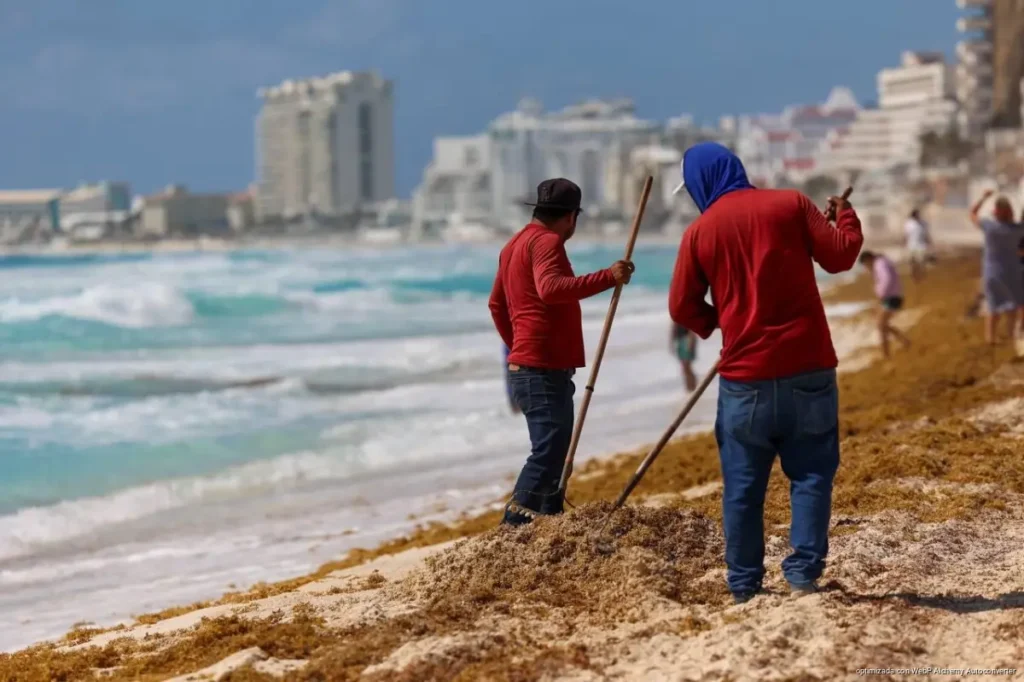 Cancún retira más de 30 mil toneladas de sargazo de sus playas públicas