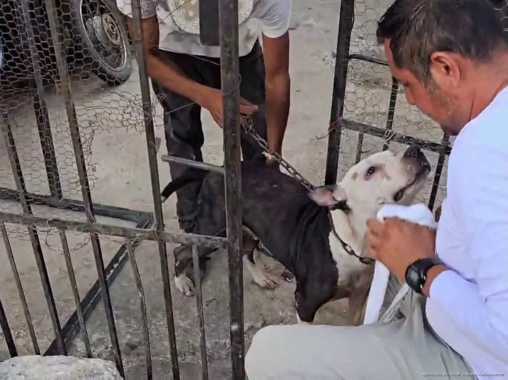 Denuncia por maltrato deriva en el rescate de 13 perros en Cancún