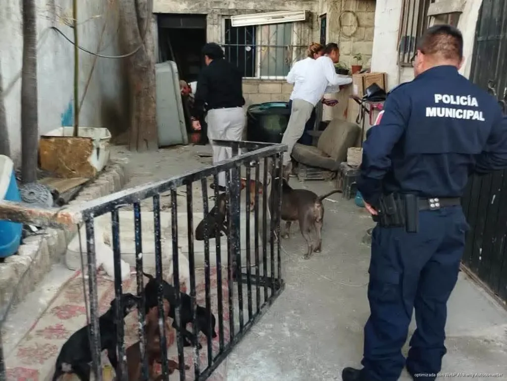 Denuncia por maltrato deriva en el rescate de 13 perros en Cancún