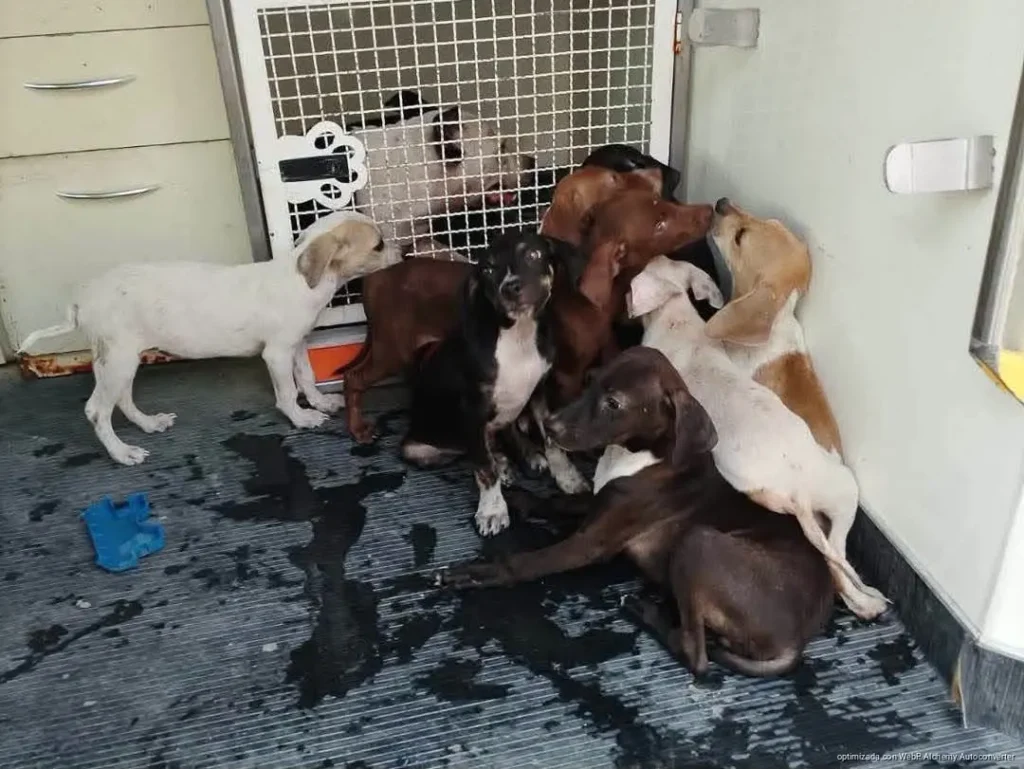 Denuncia por maltrato deriva en el rescate de 13 perros en Cancún