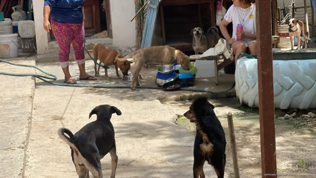 Voluntariado del CAC de Chetumal recauda fondos para atender a 24 perritos en adopción