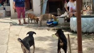 Voluntariado del CAC de Chetumal recauda fondos para atender a 24 perritos en adopción