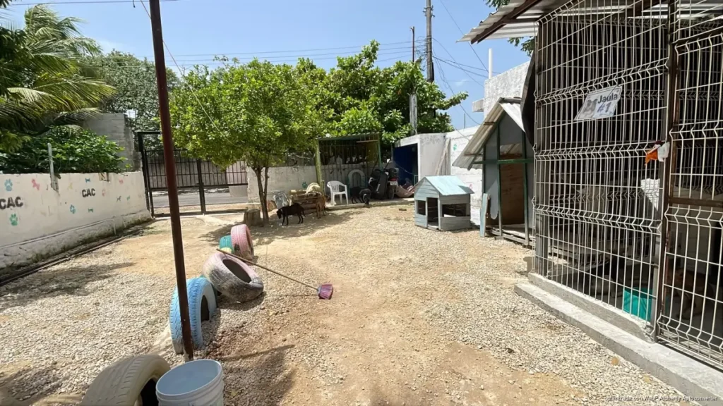 Voluntariado del CAC de Chetumal recauda fondos para atender a 24 perritos en adopción