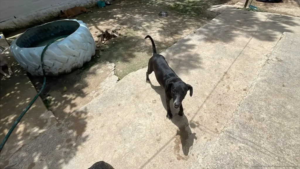 Voluntariado del CAC de Chetumal recauda fondos para atender a 24 perritos en adopción