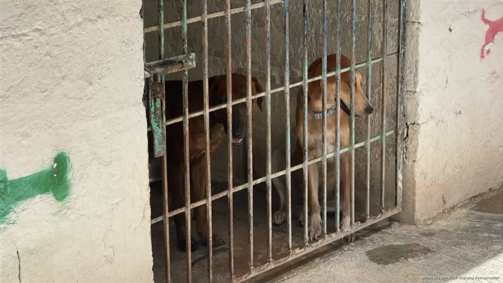 Voluntariado del CAC de Chetumal recauda fondos para atender a 24 perritos en adopción
