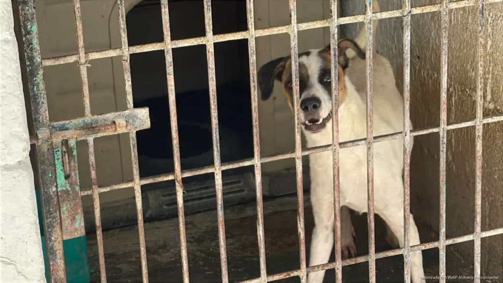 Voluntariado del CAC de Chetumal recauda fondos para atender a 24 perritos en adopción
