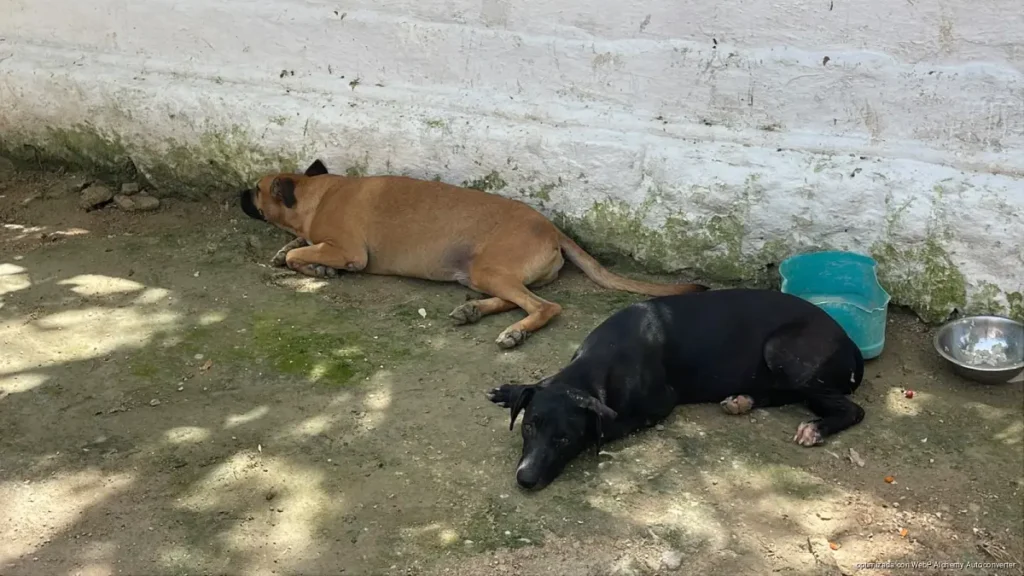 Voluntariado del CAC de Chetumal recauda fondos para atender a 24 perritos en adopción