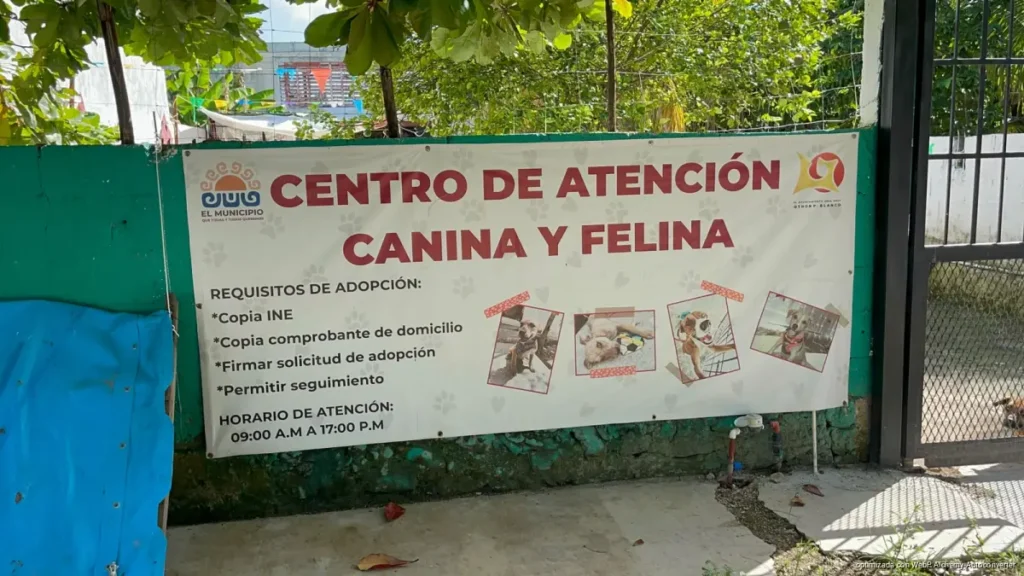 Voluntariado del CAC de Chetumal recauda fondos para atender a 24 perritos en adopción