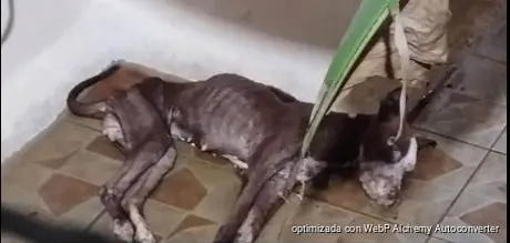 Muerte de perro en Villas del Sol lleva investigación a la Fiscalía Muerte de perro en Villas del Sol lleva investigación a la Fiscalía