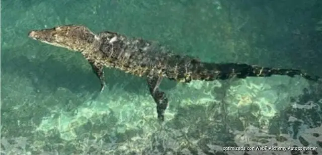 Refuerzan vigilancia en Playa Caleta de Cozumel por presencia de cocodrilo Guardavidas refuerzan vigilancia en Playa Caleta de Cozumel por presencia de cocodrilo